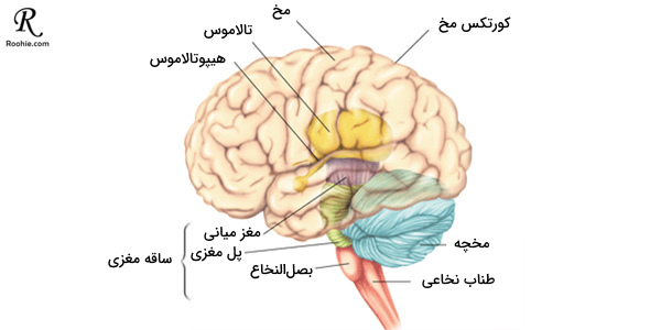 تاثیر افسردگی و بیماری های روحی بر مغز