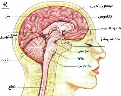 اجزا سازنده مغز چیست