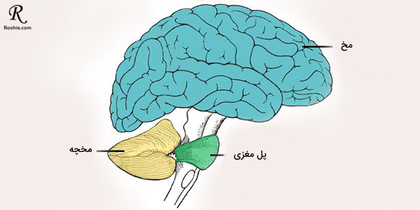 نحوه کارکرد مغز انسان و محافظت از مغز و سر و مخ